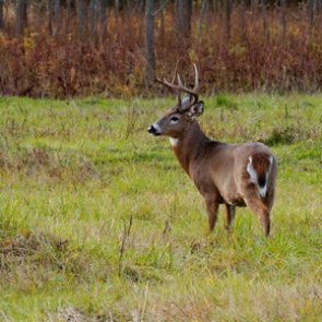 Louisiana warns hunters about using deer urine lures