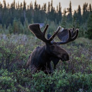 More moose permits for Maine