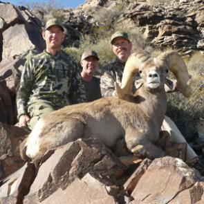 How to make the most out of your Arizona sheep application in 2020