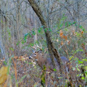 CWD carcass-incineration program debuts in Minnesota