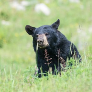 Missouri considers first black bear hunt in modern history