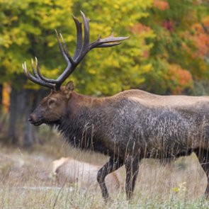 Missouri approves increased poaching fines
