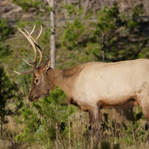 Missouri resident elk season is in the works