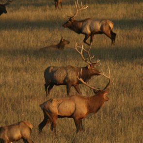 Supreme Court rules in favor of Native American elk hunter hunting out of season