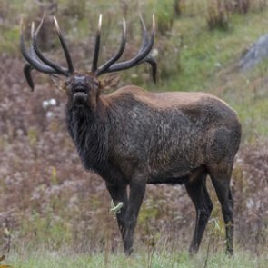 Montana FWP reveals big game hunting forecast