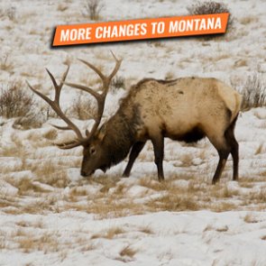 ALERT: Montana bill to remove special permit limits if hunt district exceeds sustainable population