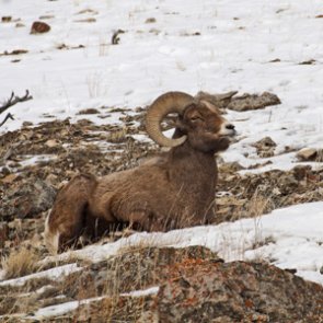 Organization wants Montana to reassess bighorn sheep management strategy