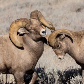 Montana proposes bighorn sheep relocation in Little Belt Mountains