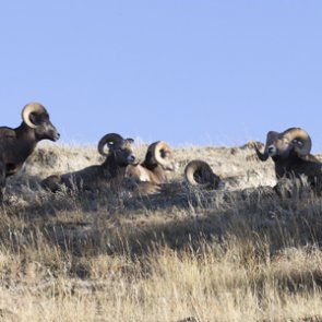 Montana’s bighorn dilemma