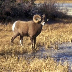 Pneumonia outbreak in Montana