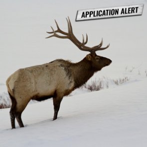 ALERT: Montana changes 2020 deer/elk application deadline!