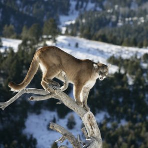 Montana seeks comments on mountain lion management strategy