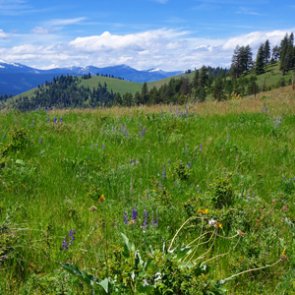 Nonresident students in Montana could purchase hunting licenses at resident rates