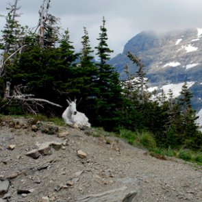 WY Game and Fish Commission against Grand Teton mountain goat removal