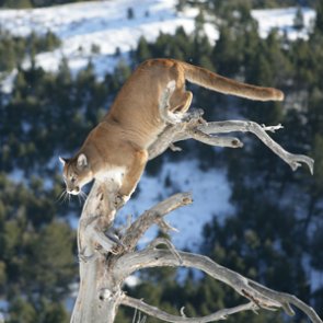 Mountain lions found eating human remains in Arizona