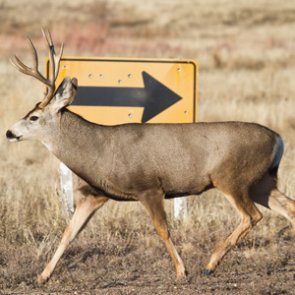 Roadkill migration study underway in Idaho