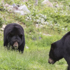 NJ hunters kill 62 black bears on opening day