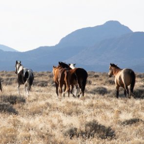 BLM begins emergency wild horse gather