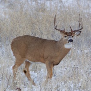 New deer management program in place for Nebraska