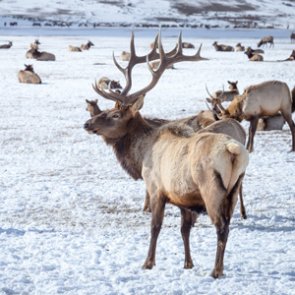 Game & Parks Commission gives NE rancher permission to kill 50 elk