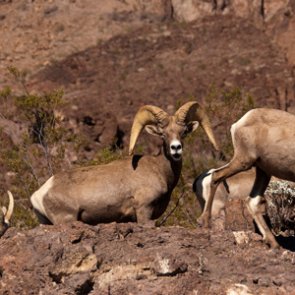 Feral dogs threaten bighorn sheep in Nevada