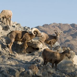 Bighorn sheep return to the Lake Range in Nevada