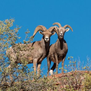 Volunteering for the Fraternity of the Desert Bighorn