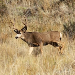 New report shows need for protection of mule deer migration corridors