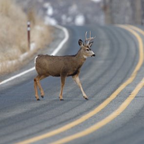 New poll finds over 90% of Nevadans in favor of wildlife migration crossings