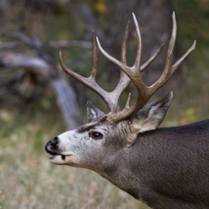 NW Montana may see first permit mule deer district
