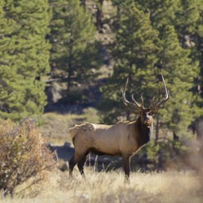 Elk population down at Ron Stewart Preserve in Colorado