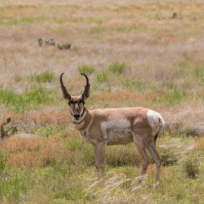 Montana guide loses hunting privileges for life