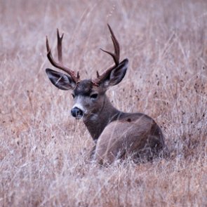 Oregon considers big changes to general season