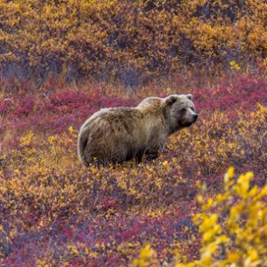 U.S. Justice Department challenges decision that blocked grizzly bear hunts