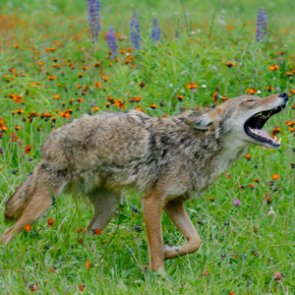 Oregon outlaws coyote killing contests