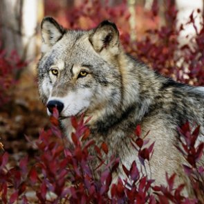 Bipartisan letter supports FWS’s gray wolf delisting