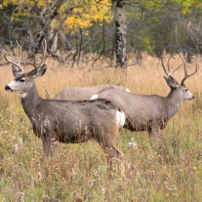 Mild winter helps North Dakota mule deer