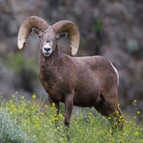 North Dakota will offer five bighorn sheep licenses in 2019