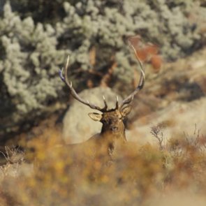 Big game harvest reporting extended in Oregon