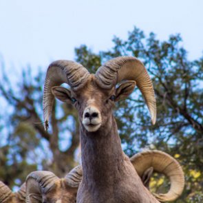 Pneumonia threatens Oregon’s Lookout Mountain bighorn sheep