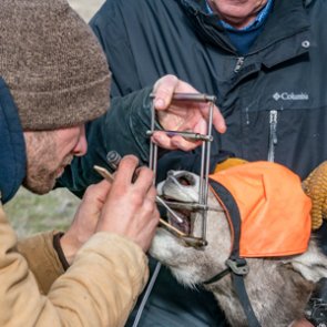 Bighorn sheep in Oregon get tested and many get a new home