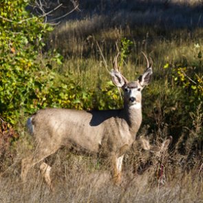 Oregon reduces number of deer and elk tags for 2020