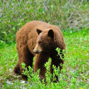 Oregon COVID-19 Update: Nonresidents can hunt and fish beginning May 5