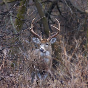 Five men arrested for poaching over 40 deer in Wisconsin