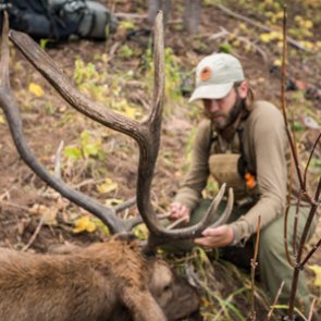 Overview of Colorado's elk hunting opportunities