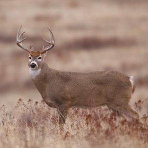 Pennsylvania hunters closer to Sunday hunts
