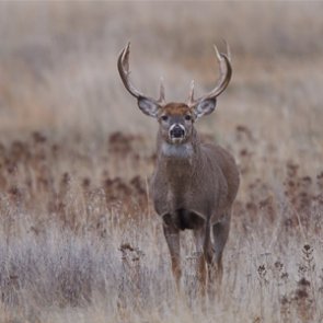 Sunday hunting stalls in Pennsylvania House