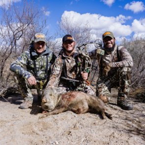 Arizona javelina hunting opportunities