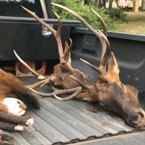 Elk poachers take two bulls before opening day