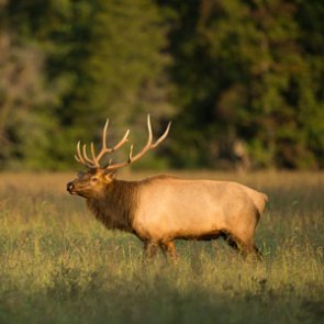 Two Canadian men guilty of hunting license fraud